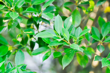Obraz premium banyan tree or Ficus annulata or ficus bengalensis