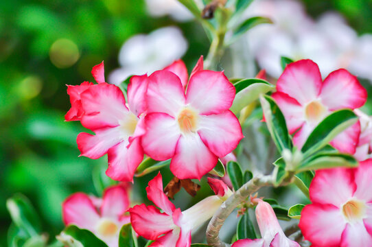 Desert rose, APOCYACEAE or Adenium obesum or Mock Azalea or red bignonia or Impala lily or red and white flower