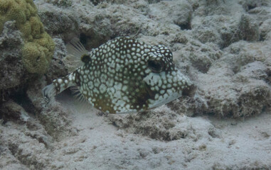 Fototapeta premium Smooth Trunkfish