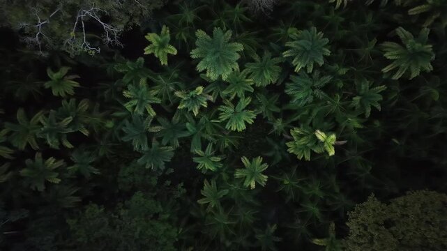 Aerial View of Amazon River at Ilha do Combu, Par&aacute;, Brazil