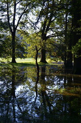 Podtopiony Park Wschodni we Wrocławiu zalany teren zielony odbicia drzew w wodzie