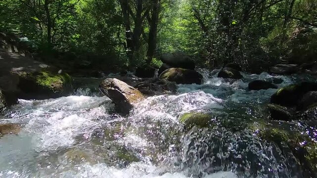A low-angle shot moves smoothly upstream through a clear, beautiful forest river. The fresh water cascades rapidly over mossy rocks surrounded by lush green trees and filtered sunlight.