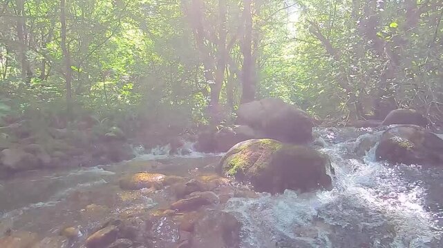 A low-angle shot moves smoothly upstream through a clear, beautiful forest river. The fresh water cascades rapidly over mossy rocks surrounded by lush green trees and filtered sunlight.