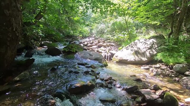A low-angle shot moves smoothly upstream through a clear, beautiful forest river. The fresh water cascades rapidly over mossy rocks surrounded by lush green trees and filtered sunlight.