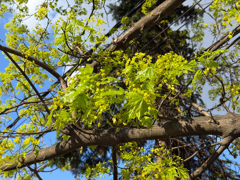 Flowering norway maple branches with fresh spring leaves against a blue sky. Botanical renewal, urban greenery, seasonal growth, pollination, and tree blossom detail.