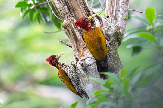 Red-headed Flameback on broken trunk