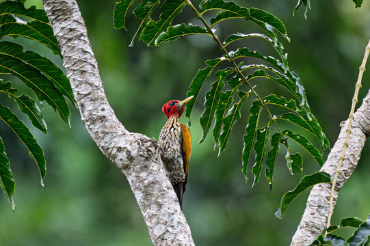 Red-headed Flameback on tree trunk