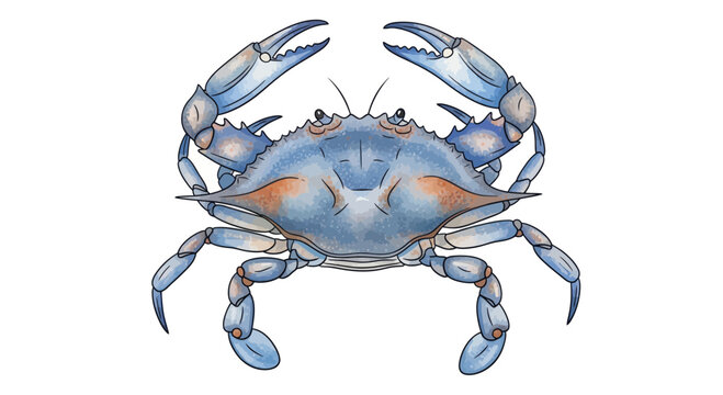 Blue Crab Illustration - Atlantic Coastal Marine Life
