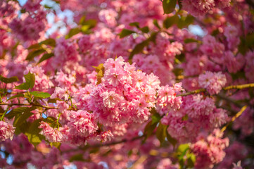 Fototapeta premium Close-up of vibrant pink cherry blossoms blooming on a tree branch in spring