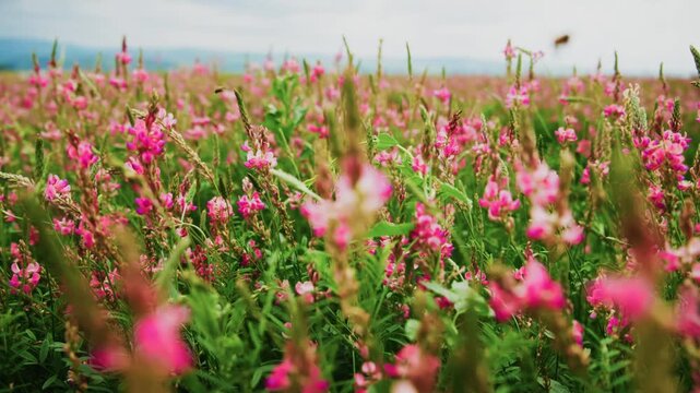 Close-up of vibrant pink wildflowers swaying gently in breeze. Green stems and leaves fill frame with natural texture. Field stretches far into soft-focus horizon