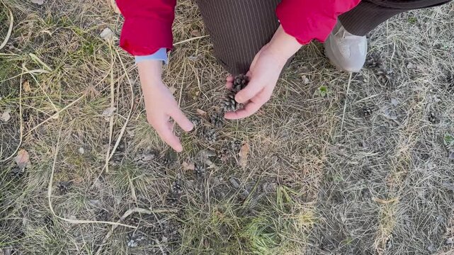 Woman collecting pine cones on dry forest floor in red jacket, outdoor nature activity and woodland lifestyle detail