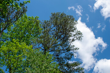 Fototapeta premium Pine Tree with Sky