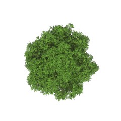 Fototapeta premium tree top view, isolated on white background, 3D illustration, cg render
