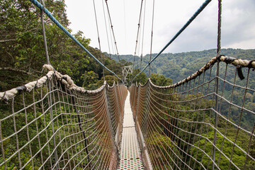 Looking down a rope suspension bridge over dense rainforest, capturing adventure, travel, and eco-tourism themes with an immersive perspective for marketing and design use. © Duro Mesiar