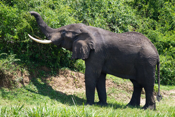 Fototapeta premium An African elephant reaching up with its trunk to feed on leaves in the wild. Captured in a lush, green environment, this image highlights the majestic and peaceful nature of wildlife.