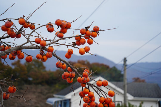 Ripe orange persimmons hanging on leafless branches in late autumn, traditional rural village landscape with mountain background