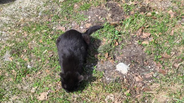 The cat is feeding.