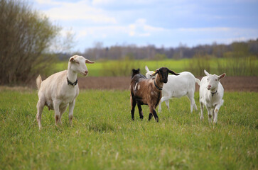 A goat with her little kids is grazing in a green meadow. © Jolanta