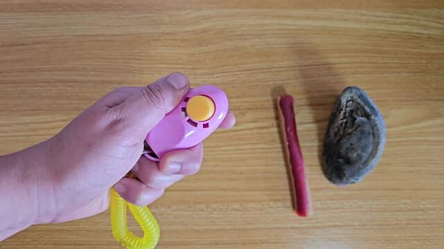 Person using a dog training clicker on wooden table, Hand holding a training or training clicker for dogs and in the background prizes for pets that promote positive education