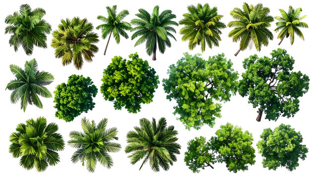 Overhead view of assorted trees, various shapes and textures on black background