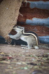 Fototapeta premium Cute Squirrel Tugging at Fiber Sack. An endearing wildlife shot of a squirrel with its tail curled, displaying playful yet functional behavior in a barn environment.
