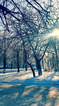 Many tree covered snow in snowy park in city on sunny winter day. Sun shining through tree branches. Winter landscape. Frosty view. Frozen scenery. Snowy natural background. Nature backdrop Vertical
