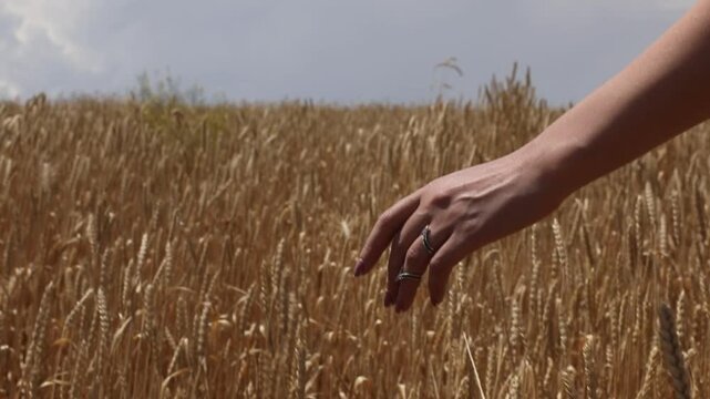 A woman's hand gently touches and strokes the ripe golden ears of wheat in a vast field on a sunny summer day right before the harvest season begins.


