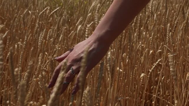 A woman's hand gently touches and strokes the ripe golden ears of wheat in a vast field on a sunny summer day right before the harvest season begins.

