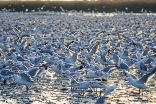 vast flock of seagulls crowded on a muddy tidal flat backlit by warm low light with many birds standing and some taking flight conveying a bustling restless coastal scene