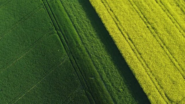 Drohnenflug &uuml;ber gelbes Rapsfeld ud gr&uuml;nes Kornfeld&ndash; Ruhige l&auml;ndliche Szene