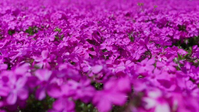 Moss phlox are swaying in the wind