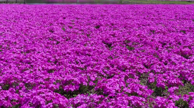 Moss phlox are swaying in the wind