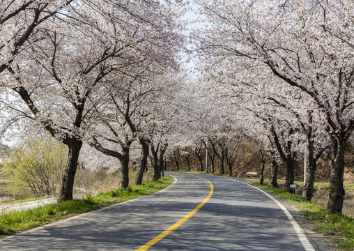 아스팔트,곡선도로,중앙선,가로수,벚나무,벚꽃,미산면,보령시,충남