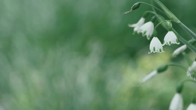 初夏の庭に咲くスノーフレーク（鈴蘭水仙）の可憐な白い花と美しいボケ味の背景,
