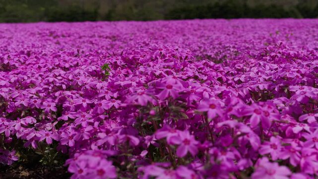 Moss phlox are swaying in the wind