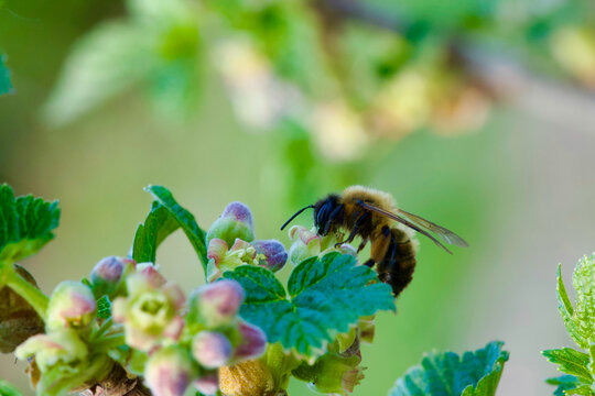 Honey bee pollinating flowering currant bush in spring garden