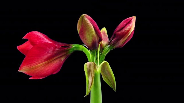 Time lapse of opening Dark Red amaryllis Christmas flower with ALPHA transparency channel isolated on black background