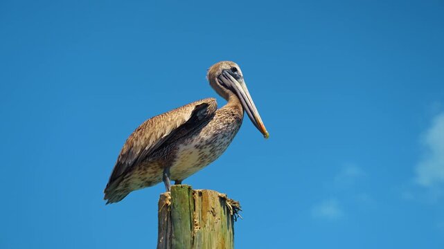 Large water bird sits on the wooden pole. Wind blows on the brown pelican. Low angle view against blue sky.