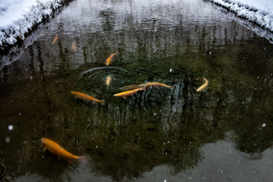 Several orange trout in a stream in winter.