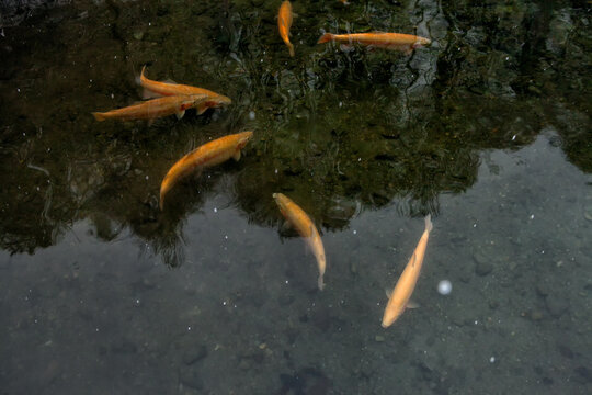 Several orange trout in a stream in winter.