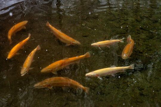Several orange trout in a stream in winter.