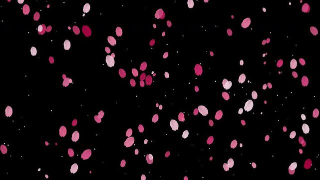 Falling cherry blossom petals seamless loop on black background