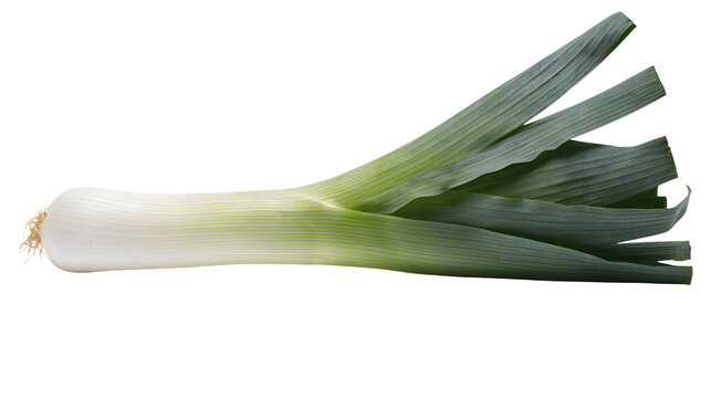 Fresh leek vegetable isolated on white or transparent background