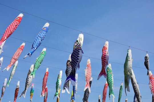 青空を登る鯉のぼり　埼玉県川口市芝川公園