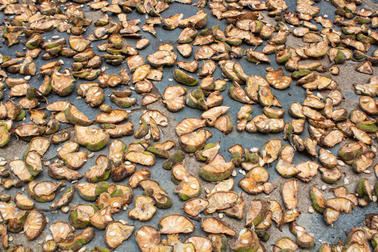 Close-Up of Sun Drying Monkey Jack Fruit Pieces, Monkeyjack, Artocarpus, Lacucha, Fruit, Sun-dry