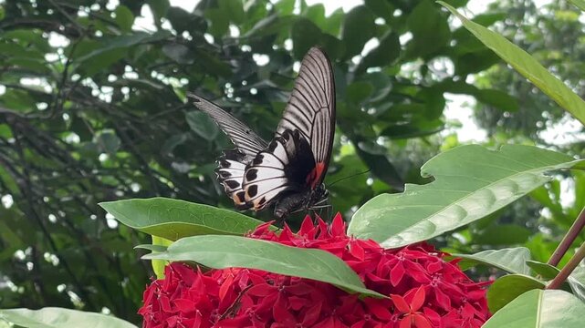 Black and white butterfly on red ixora flowers filmed in Vietnam, showing calm garden wildlife and vibrant floral color in soft outdoor light.