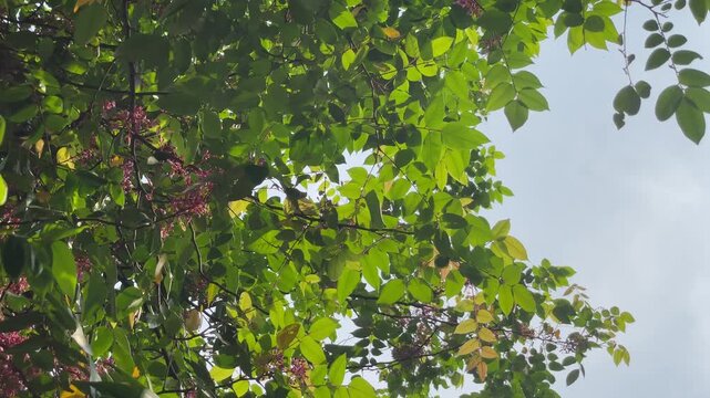 Video of Averrhoa carambola flowering branches in Vietnam, with leafy canopy and soft outdoor motion for garden and tropical plant themes.