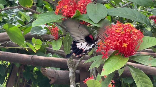 Black and white butterfly on red ixora flowers filmed in Vietnam, showing calm garden wildlife and vibrant floral color in soft outdoor light.