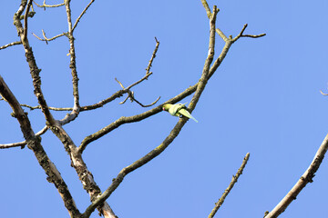Obraz premium one rose-ringed parakeet taking flight, green parakeet against blue sky, rose-ringed parakeets on bare branches, blue sky, Psittacula krameri