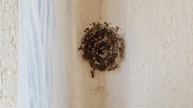 Paper wasp nest on wall with active swarm showing pest infestation and safety risk at home